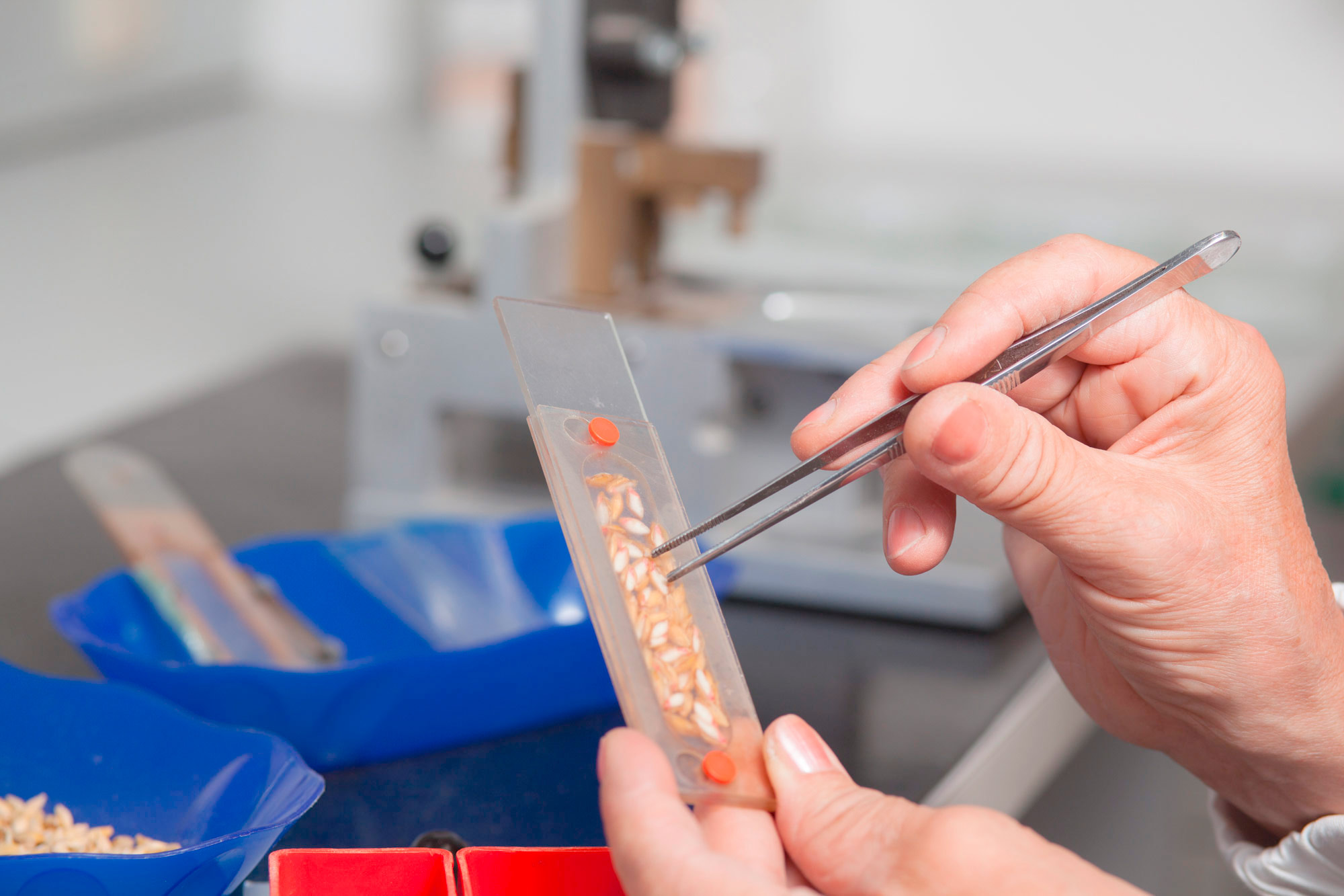 Laborkontrolle des Korns